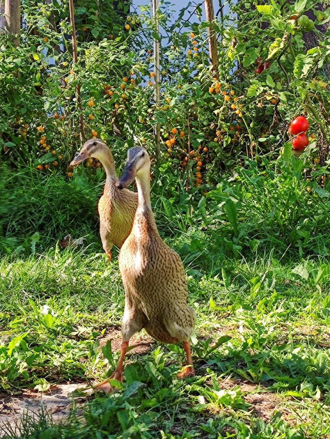 Modernes Am Park Mit Garten, Huehner & Enten Alloggio in famiglia *